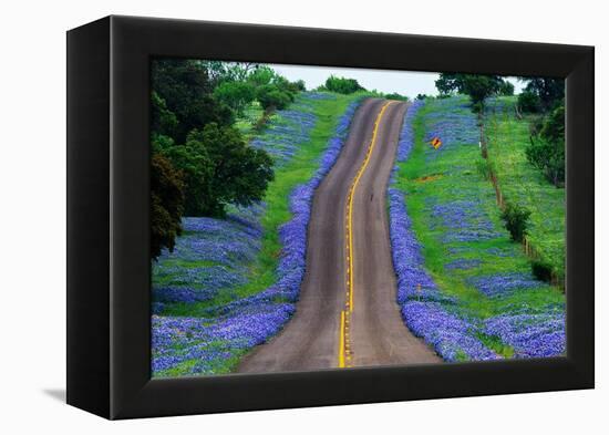 Bluebonnets Along a Highway-Darrell Gulin-Framed Premier Image Canvas