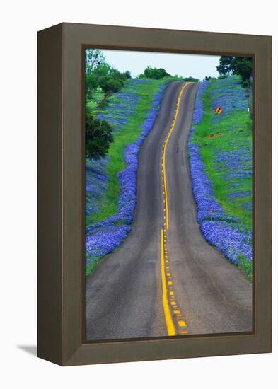 Bluebonnets Along a Highway-Darrell Gulin-Framed Premier Image Canvas