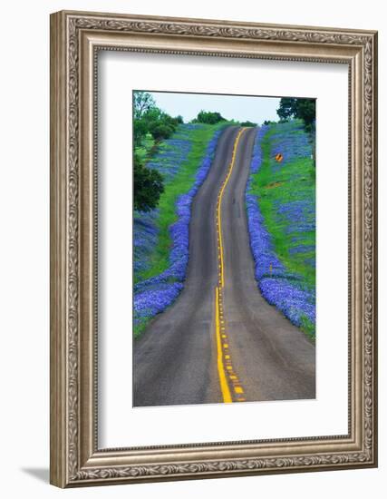 Bluebonnets Along a Highway-Darrell Gulin-Framed Photographic Print