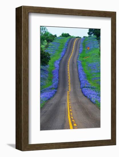 Bluebonnets Along a Highway-Darrell Gulin-Framed Photographic Print