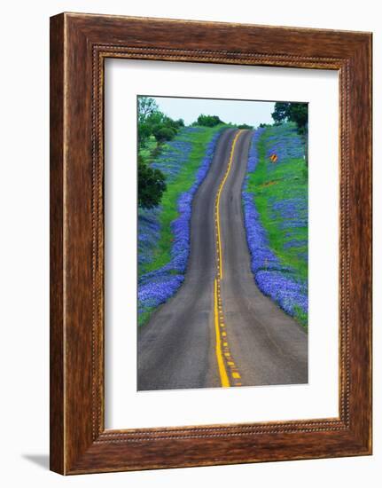 Bluebonnets Along a Highway-Darrell Gulin-Framed Photographic Print