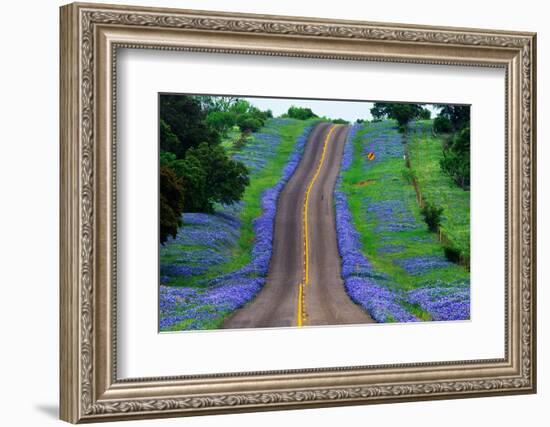 Bluebonnets Along a Highway-Darrell Gulin-Framed Photographic Print