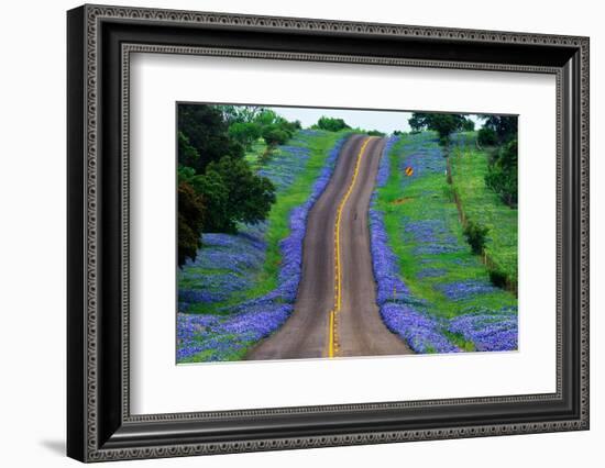 Bluebonnets Along a Highway-Darrell Gulin-Framed Photographic Print