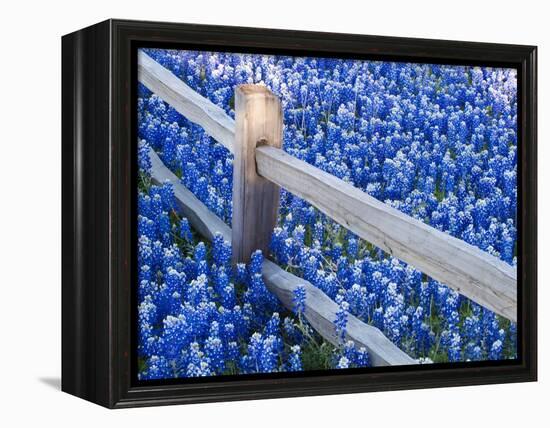 Bluebonnets Along Fenceline-Terry Eggers-Framed Premier Image Canvas