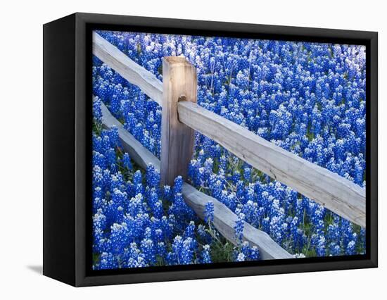 Bluebonnets Along Fenceline-Terry Eggers-Framed Premier Image Canvas