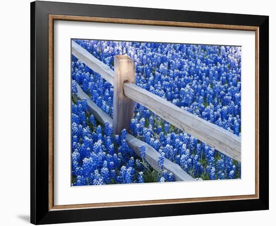 Bluebonnets Along Fenceline-Terry Eggers-Framed Photographic Print