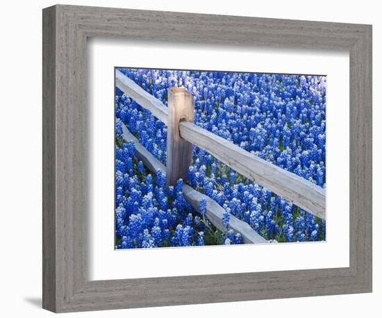 Bluebonnets Along Fenceline-Terry Eggers-Framed Photographic Print