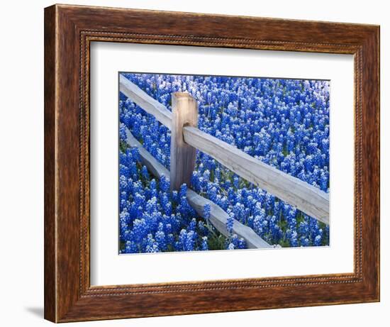 Bluebonnets Along Fenceline-Terry Eggers-Framed Photographic Print