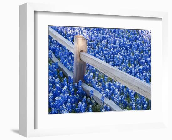 Bluebonnets Along Fenceline-Terry Eggers-Framed Photographic Print