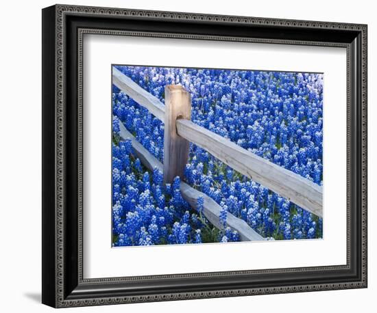 Bluebonnets Along Fenceline-Terry Eggers-Framed Photographic Print