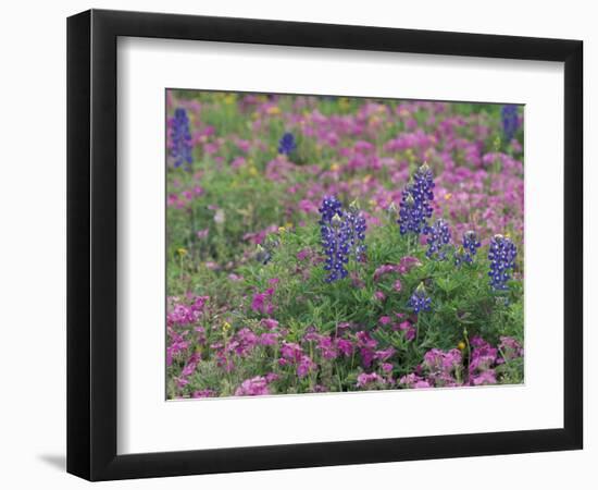 Bluebonnets among Phlox, Hill Country, Texas, USA-Adam Jones-Framed Photographic Print