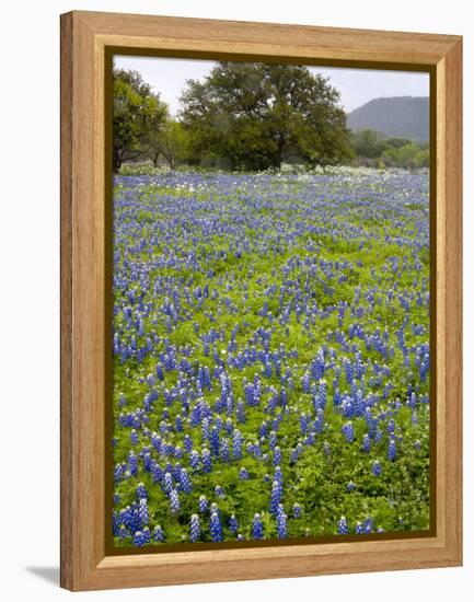 Bluebonnets and Oak Tree, Hill Country, Texas, USA-Alice Garland-Framed Premier Image Canvas