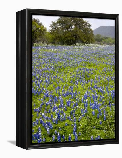 Bluebonnets and Oak Tree, Hill Country, Texas, USA-Alice Garland-Framed Premier Image Canvas