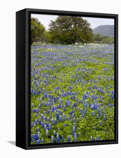 Bluebonnets and Oak Tree, Hill Country, Texas, USA-Alice Garland-Framed Premier Image Canvas