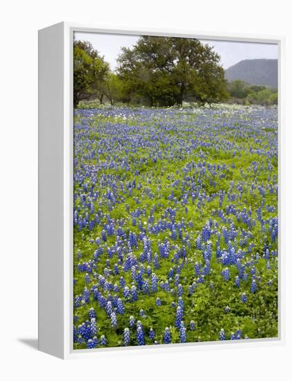 Bluebonnets and Oak Tree, Hill Country, Texas, USA-Alice Garland-Framed Premier Image Canvas