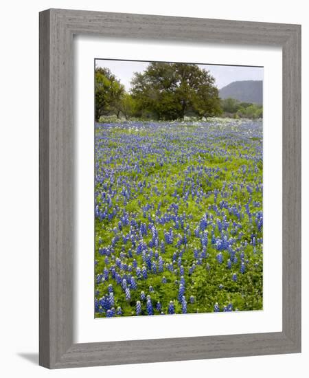 Bluebonnets and Oak Tree, Hill Country, Texas, USA-Alice Garland-Framed Photographic Print