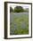 Bluebonnets and Oak Tree, Hill Country, Texas, USA-Alice Garland-Framed Photographic Print