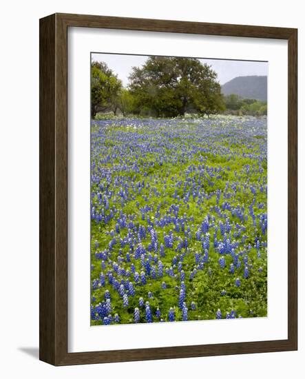 Bluebonnets and Oak Tree, Hill Country, Texas, USA-Alice Garland-Framed Photographic Print