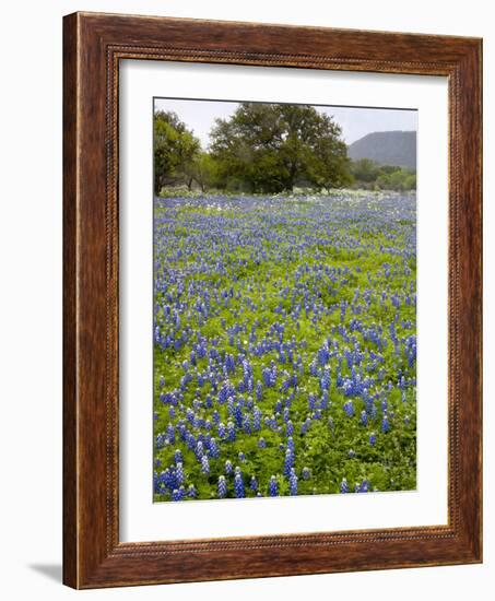 Bluebonnets and Oak Tree, Hill Country, Texas, USA-Alice Garland-Framed Photographic Print