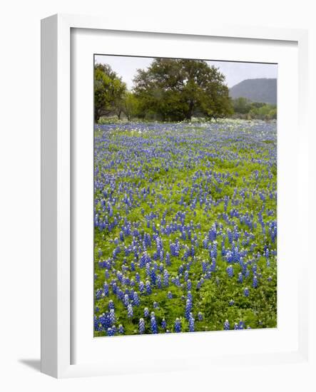 Bluebonnets and Oak Tree, Hill Country, Texas, USA-Alice Garland-Framed Photographic Print