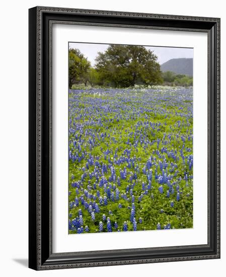 Bluebonnets and Oak Tree, Hill Country, Texas, USA-Alice Garland-Framed Photographic Print