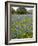 Bluebonnets and Oak Tree, Hill Country, Texas, USA-Alice Garland-Framed Photographic Print