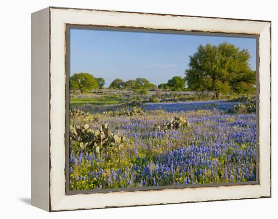 Bluebonnets and Oak Tree, Hill Country, Texas, USA-Alice Garland-Framed Premier Image Canvas