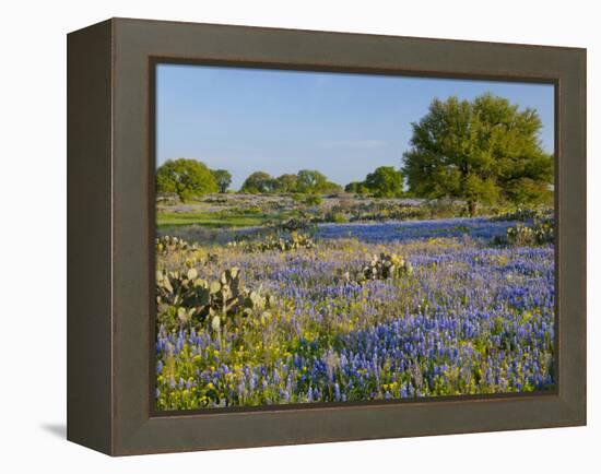Bluebonnets and Oak Tree, Hill Country, Texas, USA-Alice Garland-Framed Premier Image Canvas