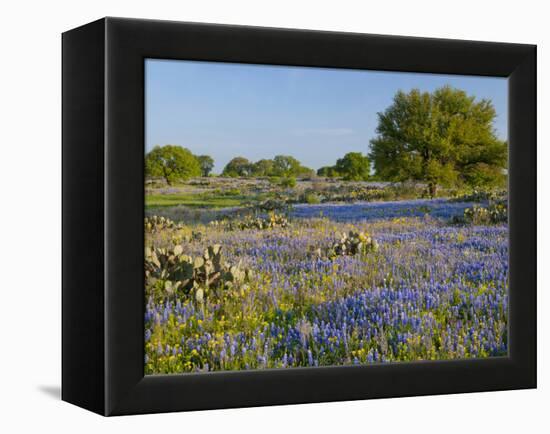 Bluebonnets and Oak Tree, Hill Country, Texas, USA-Alice Garland-Framed Premier Image Canvas