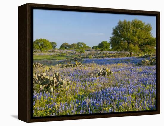 Bluebonnets and Oak Tree, Hill Country, Texas, USA-Alice Garland-Framed Premier Image Canvas