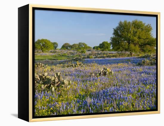 Bluebonnets and Oak Tree, Hill Country, Texas, USA-Alice Garland-Framed Premier Image Canvas