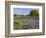 Bluebonnets and Oak Tree, Hill Country, Texas, USA-Alice Garland-Framed Photographic Print