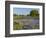 Bluebonnets and Oak Tree, Hill Country, Texas, USA-Alice Garland-Framed Photographic Print