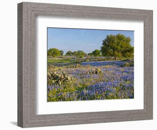 Bluebonnets and Oak Tree, Hill Country, Texas, USA-Alice Garland-Framed Photographic Print