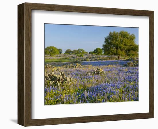 Bluebonnets and Oak Tree, Hill Country, Texas, USA-Alice Garland-Framed Photographic Print