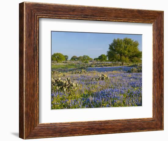 Bluebonnets and Oak Tree, Hill Country, Texas, USA-Alice Garland-Framed Photographic Print