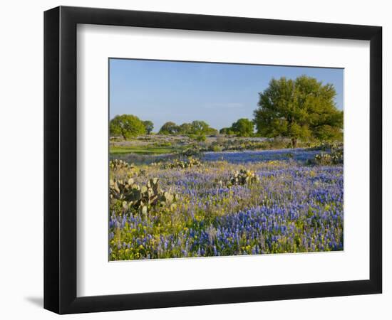 Bluebonnets and Oak Tree, Hill Country, Texas, USA-Alice Garland-Framed Photographic Print