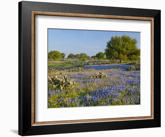 Bluebonnets and Oak Tree, Hill Country, Texas, USA-Alice Garland-Framed Photographic Print