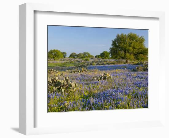 Bluebonnets and Oak Tree, Hill Country, Texas, USA-Alice Garland-Framed Photographic Print