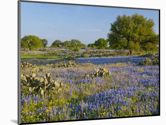 Bluebonnets and Oak Tree, Hill Country, Texas, USA-Alice Garland-Mounted Photographic Print