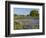 Bluebonnets and Oak Tree, Hill Country, Texas, USA-Alice Garland-Framed Photographic Print