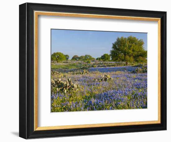 Bluebonnets and Oak Tree, Hill Country, Texas, USA-Alice Garland-Framed Photographic Print