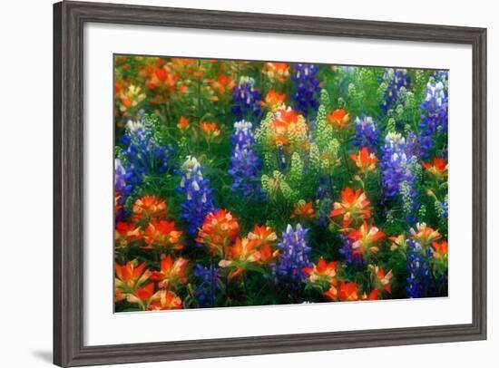 Bluebonnets and Paint Brush-Darrell Gulin-Framed Photographic Print