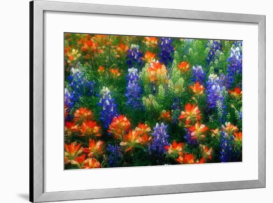 Bluebonnets and Paint Brush-Darrell Gulin-Framed Photographic Print