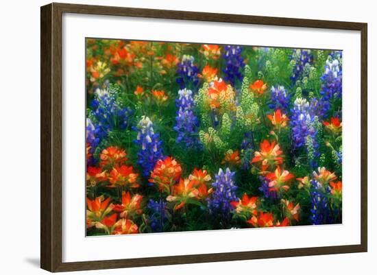 Bluebonnets and Paint Brush-Darrell Gulin-Framed Photographic Print