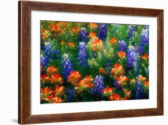 Bluebonnets and Paint Brush-Darrell Gulin-Framed Photographic Print