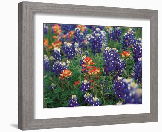 Bluebonnets and Paintbrush, Hill Country, Texas, USA-Dee Ann Pederson-Framed Photographic Print