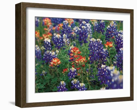 Bluebonnets and Paintbrush, Hill Country, Texas, USA-Dee Ann Pederson-Framed Photographic Print