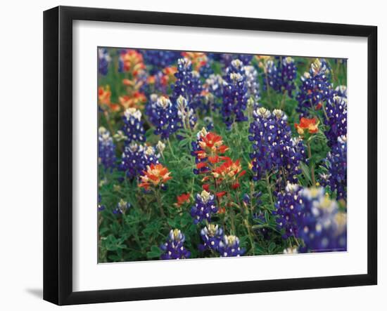 Bluebonnets and Paintbrush, Hill Country, Texas, USA-Dee Ann Pederson-Framed Photographic Print