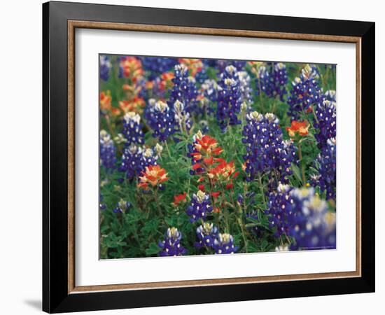 Bluebonnets and Paintbrush, Hill Country, Texas, USA-Dee Ann Pederson-Framed Photographic Print